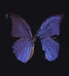 Du&scaron;a na lestvicama Jakovljevim (The Soul on Jacob&rsquo;s Ladder) (2005), fotografija Prudence Cuming Associates, Paul Stolper Gallery &copy; Damien Hirst and Science Ltd. Sva prava pridržana, DACS 2016